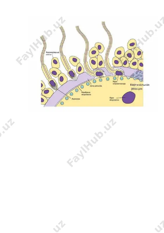 spermatozoid bo‘ladi. odam butun hayoti davomida 340.000.000.000.000 ta spermatozoid ishlab chiqaradi. odam tuxum hujayrasining diametri 130 mm, eng katta tuxum akulalaming bir turida bo'lib, uning diametri 22 sm, tuyaqushda esa 10 sm ni tashkil etadi naslsizlik ustida ish olib borgan olimlaming aniqlashicha, urug‘lanish normal o‘tishi uchun jinsiy hujayralar to'liq yetilgan bo'lishi kerak. bundan tashqari, spermatozoidlaming soni yuqorida ko'rsatilgan sonda bo'lishi kerak. chunki ana shunday ko‘p sondagi spermatozoidlaming juda oz qismi urug'lanadigan joygacha, ya’ni tuxum yo'ligacha yetib boradi. masalan, quyonlarda 250-500, odamlarda 700-900 ta spermatozoid tuxum yo‘llarigaclia yetib boradi. ichki urug'lanadigan hayvonlarga nisbatan tashqi urug'lanish sodir bo'ladigan hayvonlarda spermatozoid ko'proq yetishib chiqadi. bu esa jinsiy hujayralaming o'zaro uchrashish imkoniyatini oshiradi. urug'lanish jarayoni 3 ta ketma-ket bosqichdan iborat: 1) gametalaming yaqinlashishi; 2) tuxum hujayraning faollashuvi; 3) singamiya. tuban oiganizmlarda erkaklik va urg'ochilik jinsiy hujayralar deyarli bir xil kattalikda bo'ladi va ular izogametalar deyiladi. bu gametalar genetik va sitoplazma tuzilishi jihatdan bir xil …