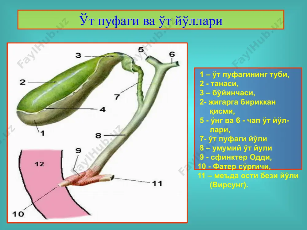 png image42.png image43.png image44.png medical illustration