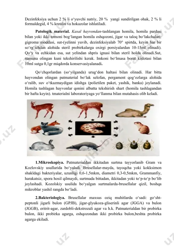 i kerak. imkoni bo‘lmasa borat kislotasi bilan 10ml sutga 0,1gr miqdorda konservasiyalanadi. qo‘chqorlardan (so‘yilganda) urug‘don haltasi bilan olinadi. har bitta hayvondan olingan patmaterial bo‘lak selofan, pergament qog‘ozlarga alohida o‘ralib, suv o‘tkazmaydigan idishga (polietilen paket, yashik, banka) joylanadi. homila tashlagan hayvonlar qonini albatta tekshirish shart (homila tashlagandan bir hafta keyin). tmaterialni laboratoriyaga yo‘llanma bilan mutahasis olib keladi. 1.mikroskopiya. patmaterialdan ikkitadan surtma tayyorlanib gram va kozlovskiy usullarida bo‘yaladi. brusellalar-mayda, tayoqcha yoki kokksimon shakldagi bakteriyalar, uzunligi 0,6-1,5mkm, diametri 0,3-0,5mkm, grammanfiy, harakatsiz, spora hosil qilmaydi, surtmada bittadan, ikkitadan yoki to‘p-to‘p bo‘lib joylashadi. kozolskiy usulida bo‘yalgan surtmalarda-brusellalar qizil, boshqa mikroblar yashil rangda bo‘ladi. 2.bakteriologiya. brusellalar maxsus oziq muhitlarda o‘sadi: go‘sht-peptonli jigarli bulon (gpjb), jigar-glyukoza-gliserinli agar (jgga) va bulon (jggb), eritrit-agar, zardobli-dekstrozali agar va h.k. patmaterialdan bir probirka bulon, ikki probirka agarga, oshqozondan ikki probirka bulon,beshta probirka agarga ekiladi. qo‘chqor patmaterialidan ekilgan oziq muhitlar 10-15% karbonat angidridli, atmosferada o‘stiriladi. qoramollardan olingan patmaterial ekmalari esa yarmi 10-15% …