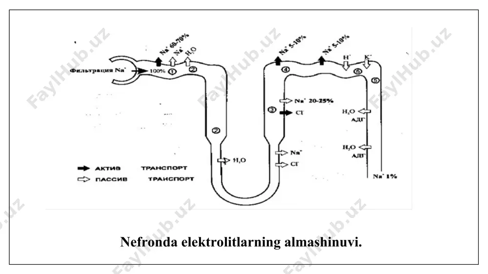 ’lsa). yuqoridagi mexanizmlar tufayli bu preparatlar diurezni biroz oshiradi. biroq ko’p hollarda faqat koptokcha filtratsiyasining oshishi nefron distal qismlarida intensiv natriy reabsorbsiyasi tufayli diurezning sezilarli oshishiga olib kelmaydi. kuchli diurezni faqat kanalchalarda natriy va suv reabsorbsiyasini bloklashi orqali olish mumkin. shunday ekan, bu preparatlar asosiy diuretiklar sifatida qo’llanilmaydi, faqat ularga maxsus ko’rsatmalar bo’lganda ishlatiladi. masalan, yurak yetishmovchiligida yug diurezning oshishiga olib keladi. ksantin unumlari bilan diuretik sifatida monoterapiya hozirda qo’llanilmaydi. ammo koptokcha qismi ishemiyasida qovuzloqli diuretiklar bilan birga kuchli diuretik effekt beradi. hozirgi kunda fakultativ diuretiklarga kalsiy antagonistlari, ao’f ingibitorlari, dopamin agonistlarini ham kiritish mumkin. nefronning proksimal kanalchalarida ta’sir qiluvchi diuretiklar. nefron proksimal kanalchalarida natriy va suv reabsorbsiyasini amalga oshiruvchilar: -osmotik diuretiklar (mannitol, mochevina, sorbitol); -karboangidraza ingibitorlari (atsetazolamid). osmotik diuretiklar: mannitol, mochevina, sorbitol mannitol chiqish shakli - 15% li 200-400 ml flakonda, vena ichiga tomchilatib yuboriladi. mochevina, sorbitol koptokcha filtridan oson o’tadi, kanalchada deyarli reabsorbsiyalanmaydi va farmakologik jihatdan nofaol xisoblanadi. …