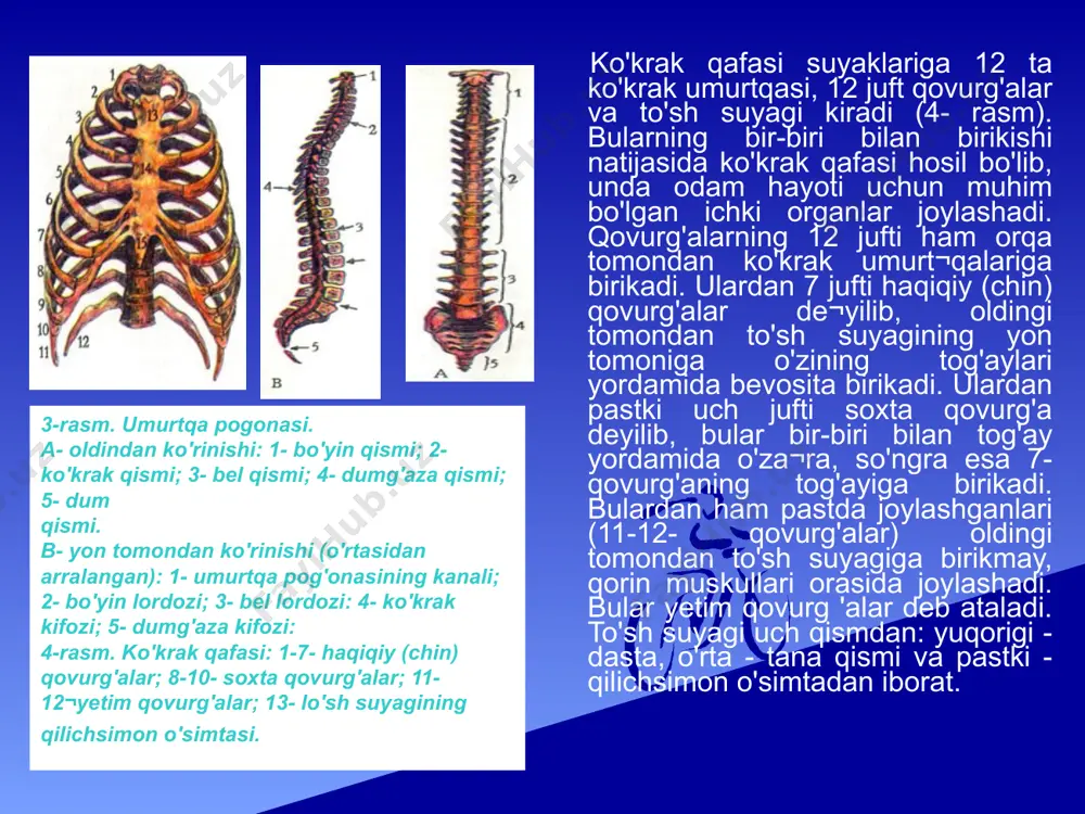 atlarning bajarilishi bu suyaklar funksiyasini oshirib, ularning rivoj!anishiga va mustah¬kamlanishiga sabab bo'lgan. 6-rasm. oyoq suyaklari. . 1- chanoq suyagi; 2 - son suyagi; 3 - chanoq¬son bo'g'imi; 4- tizza qopqog'i suyagi; 5- katta boldir suyagi; 6- kichik boldir suyagi; 7- tovon suyagi; 8- oyoq kafti suyaklari; 9- panja suyaklari. suyaklarning birikishi yuqorida tan a suyaklari bayon etilganda ularning bir-biriga birikishi haqida qisqacha ma'lumot berilgan edi. shu bilan birga, bu birikish ularning harakatlanishida muhim ahamiyatga ega. odam tanasidagi 206 ta suyakning hammasi bir-biri bdan ikki xii: hara¬katsiz va harakatli birikadi. suyaklarning h,1 rakatsiz (oraliqsiz 3 uzluksiz) birikishigh bosh, umurtqa va chanoq suyaklarining bir-biri bilan tutashuvi misol bo'ladi. ular boylamlar, tog'aylar, suyak chokjari yordamida bir¬biriga birikadi. bosh suyagi peshona, tepa, chakka, ensa kabi alohida suyak¬lardan iborat bo'lib, bola o'sgan sari ular chok yordamida bir-biriga birikib, yaxlit bosh suyagini hosil qiladi. bu suyaklar bir-biriga uzluk¬siz - zich birikkanligi uchun ular harakatsiz bo'ladi. aksariyat …