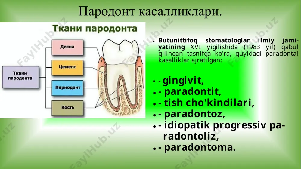 ilkning xam so’rg’ich, xam marginal, xam alveolyar qismlari zararlanadi. yarali gingivit. milk stromasi ko’p miqdordagi limfosit, plazmasitlar bilan infiltirlanadi, kollagen tolalar miqdori oshadi, shilliq qavatda giperkeratoz va akantoz yuzaga keladi. agar kasallikning qo’zishi yuz bersa infiltrat tarkibida neytrofillar va semiz xujayralar paydo bo’ladi. surunkali gipertrofik gingivit. asorati va oqibatlari: o’tkir o’choqli va umumiy gingivitlarning sabablari yo’qotiladigan bulsa kasallik sog’ayish bilan yakunlanadi. surunkali kechuvchi kataral, yarali va gipertrofk gingivitlar aksar vaziyatlarda parodontitlarga o’tib ketadi. t i sh ch o’ k i n d i l a r i ga kiradi; 1. tish karashlari. 2. tish toshlari tish karashlari – yumshoq konsistensiyali, oq rangdan - qo’ng’ir tusgacha bo’lgan karashdan iborat yot modda; tarkibiga kiradi; shilliq modda, ko’chib tushgan epiteliy, ovqat qoldiqlari va mikroblar kiradi. tish toshlari – zich kosistensiyali kalsiy fosfatdan iborat ohaksimon massa. - milk usti (tishning bo’yin soxasida shakllanuvchi) - milk osti (milk cho’ntagida shakllanib tish ildizigacha etib boradi). tish …