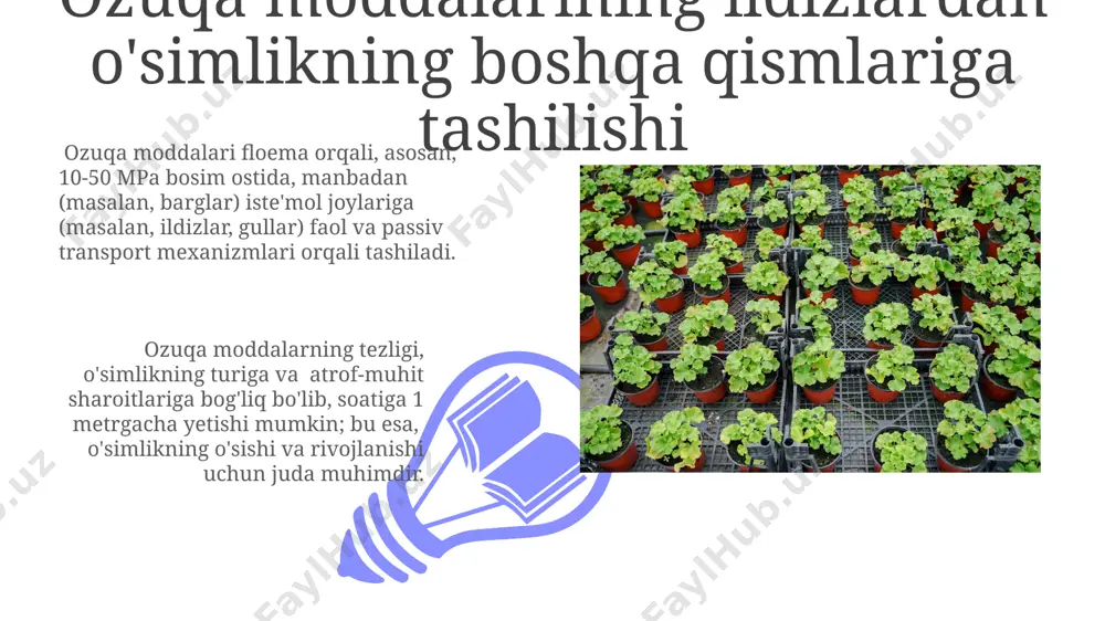 , ekologik toza va samarali o'g'itlash texnologiyalariga asos bo'ladi. o'simliklarda ozuqa moddalarini yutilish jarayonini chuqur o'rganish, 10% gacha hosildorlikni oshirishga, shuningdek, o'g'itlar samaradorligini 15% ga optimallashtirishga yordam beradi. o'simliklardagi ozuqa moddalarning taqsimlanishi fosfor, kaliy va azot kabi makroelementlarning taqsimlanishi o'simlikning fiziologik holatiga, ya'ni o'sish bosqichiga va atrof-muhit sharoitlariga bog'liq bo'lib, ularning nisbati 1:2:3 gacha o'zgarishi mumkin. o'simliklarda ozuqa moddalarining taqsimlanishi apikal ustunlik qoidasiga bo'ysunadi, bu esa asosan o'sish nuqtalari va yosh to'qimalarni 90% gacha ozuqa moddalari bilan ta'minlashini bildiradi. o'simliklarning tuproqdan suv va mineral tuzlarni yutish mexanizmlari o'simliklarning mineral tuzlarni yutish jarayonida atp energiyasi sarflanadigan faol transport mexanizmi ham mavjud, bu esa tuproqda ionlar konsentrasiyasi past bo'lganda muhim ahamiyat kasb etadi. passiv transport orqali suv o'simlikka ozmotik bosim farqi tufayli, mineral tuzlar esa, ion kanallari va membranalar orqali 20-30% gacha o'tadi. o'simliklarning ozuqa moddalarini yutishga ta'sir qiluvchi omillar 01 02 o'simliklarning ozuqa moddalarini yutish jarayoniga tuproqning ph darajasi katta ta'sir …