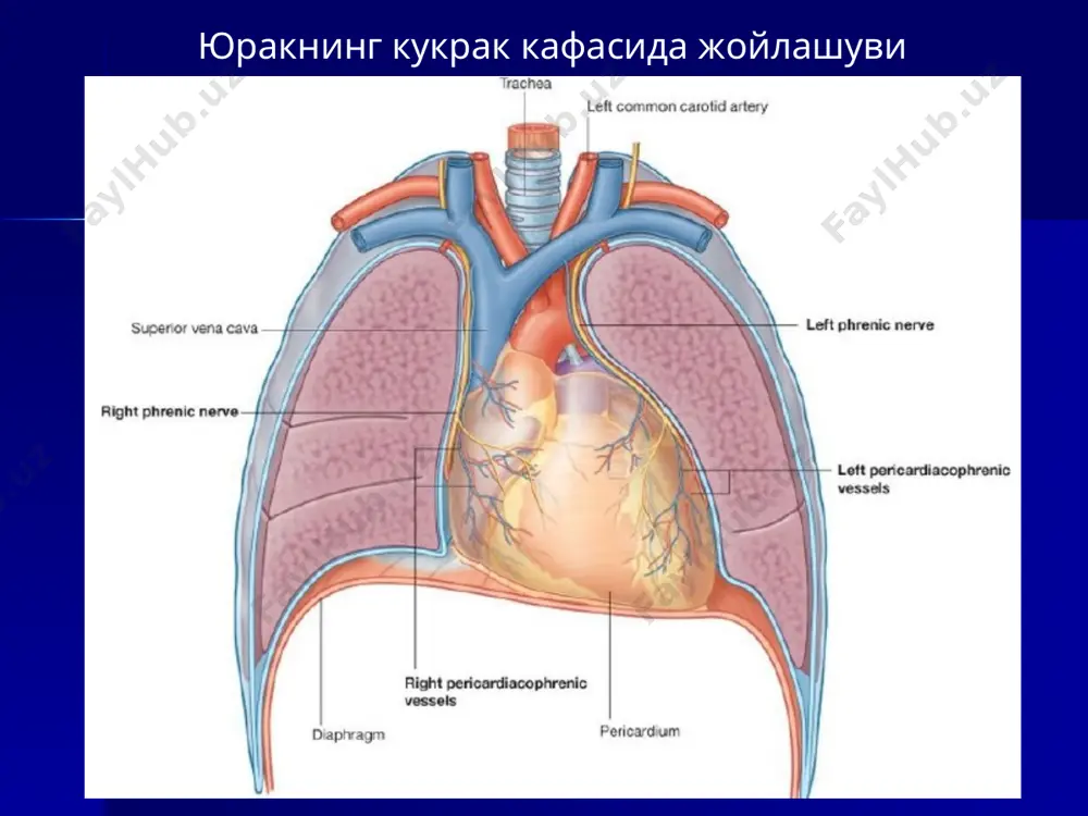 одам анatомияси ва ўқтака - Page 3