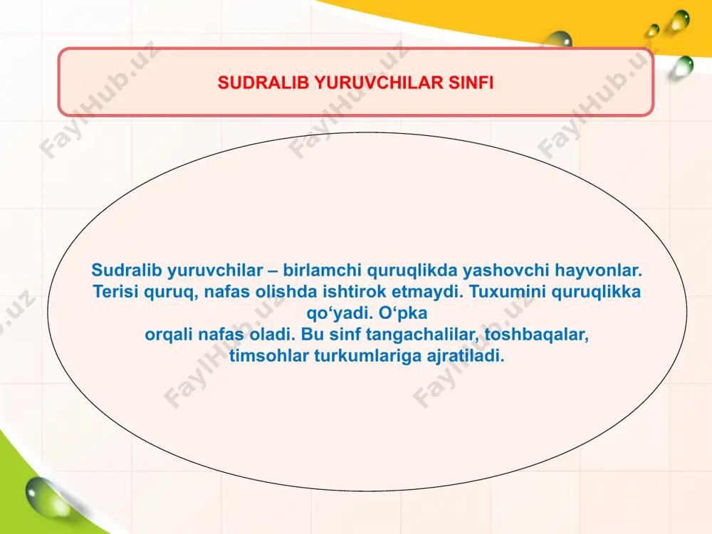 , kulrang echkemar va oyoqsiz kaltakesak – sariq ilon uchraydi. eski imoratlar devorida tunda hayot kechiruvchi gekkonlarni uchratish mumkin. gekkonlar kunduzi devor yoriqlariga yashirinib oladi; tunda ularning ohista chirqillashi eshitiladi. gekkonlar har xil hasharotlar va o‘rgimchaklar bilan oziqlanadi. respublikamiz cho‘llarida yirik kaltakesaklardan echkemarni uchratish mumkin. kaltakesaklar orasida oyoqsiz turlari ham bo‘ladi. misol tariqasida sariq ilon va urchuqsimon kaltakesakni ko‘rsatish mumkin. shuning uchun ularni ba’zan ilonlar bilan adashtirishadi. ilonlar. ilonlarning oyog‘i bo‘lmaydi. ular gavdasini egib, qovurg‘alariga tayangan holda harakatlanadi. kaltakesaklarning ochilib-yumiladigan uchinchi xira qovog‘i bo‘lishi eslatib o‘tilgan edi. ilonlarning haqiqiy qovoqlari bo‘lmaydi. sudralib yuruvchilarning kelib chiqishi. sudralib yuruvchilar qadimda suvda hamda quruqlikda yashovchilardan kelib chiqqan. bundan 300 mln yil oldin yer yuzida iqlimning tobora quruqlashib borishi ta’sirida suvda yashovchilar quruq iqlimga moslashib borgan: ularning terisi qalinlashgan; o‘pkasi kengayib, teri nafas olishda ishtirok etmaydigan bo‘lib qolgan. tuxumlarining po‘sti ham qalinlashib, ular quruqlikka tuxum qo‘ya boshlagan. ulardan hozirgi sudralib yuruvchilar paydo bo‘lgan. suvda …