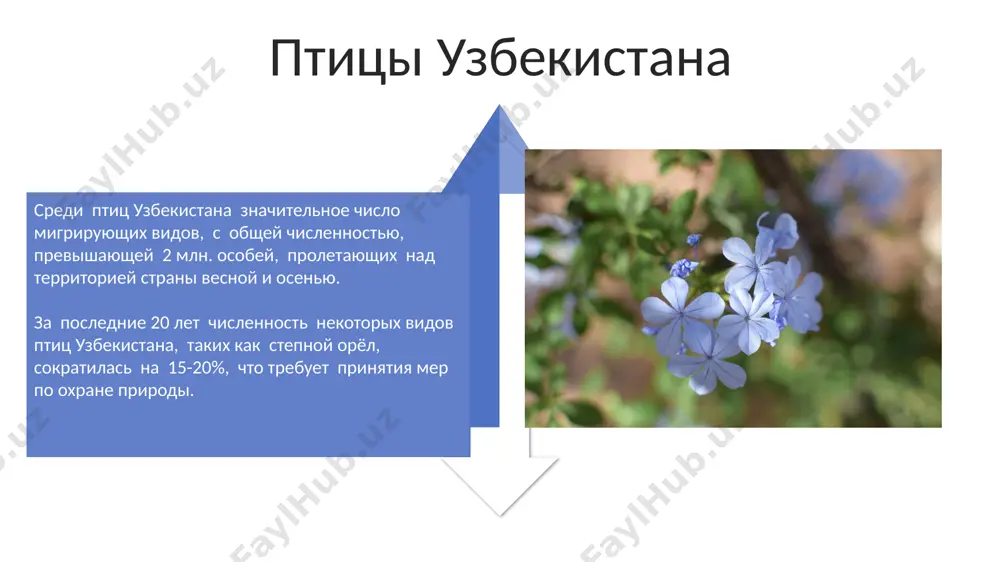 флора и фауна в узбекистане - Page 4