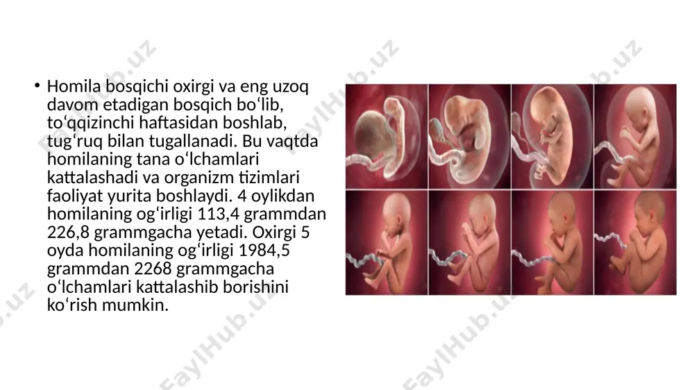 suyak-muskul tizimining tez o‘sishi bilan kattalardan keskin farq qiladi. ularning muskul va muskul to‘qimalari juda bo‘sh bo‘ladi. muskullar asta-sekin qota boshlaydi. oldin bo‘yin muskullari (bola boshini tuta boshlaydi), keyin tana muskullari (bola o'tira oladi), undan keyin esa oyoq va qo‘l muskullari yetiladi, predmetlar bilan harakat qilish imkoniyati paydo bo'ladi, bola yura boshlaydi. inqirozli davr sifatida go‘daklik davri go'daklik davri bu bolaning himoyasiz, kam harakat, atrofidagi hodisalarga juda kam reaksiyasi bo‘lgan boladan juda jadal ravishda rivojlanadigan, faol, tez ilg‘aydigan, harakatchan, yordamga chaqira oladigan quvnoq bolaga aylanish davridir. go‘dak yoshidagi bola ham jismonan, ham psixik, ham ijtimoiy jihatdan juda tez rivojlanadi. u qisqa vaqt ichida kattalar bilan munosabat o‘rnatadi, predmetlarni ushlashga va ulardan foydalanishga o‘rganadi. u atrof-olamdagi narsalarni kuzatadi, predmetlarni qo‘li bilan ushlab, ularni qandayligini bilishga intiladi, tovushlarga e’tibor beradi va predmetlarni harakatlantirish yordamida shu tovushlarni o‘zi yaratishga harakat qiladi. u o‘z onasi va boshqa yaqinlari bilan emotsional munosabatga kirishadi, juda qisqa …