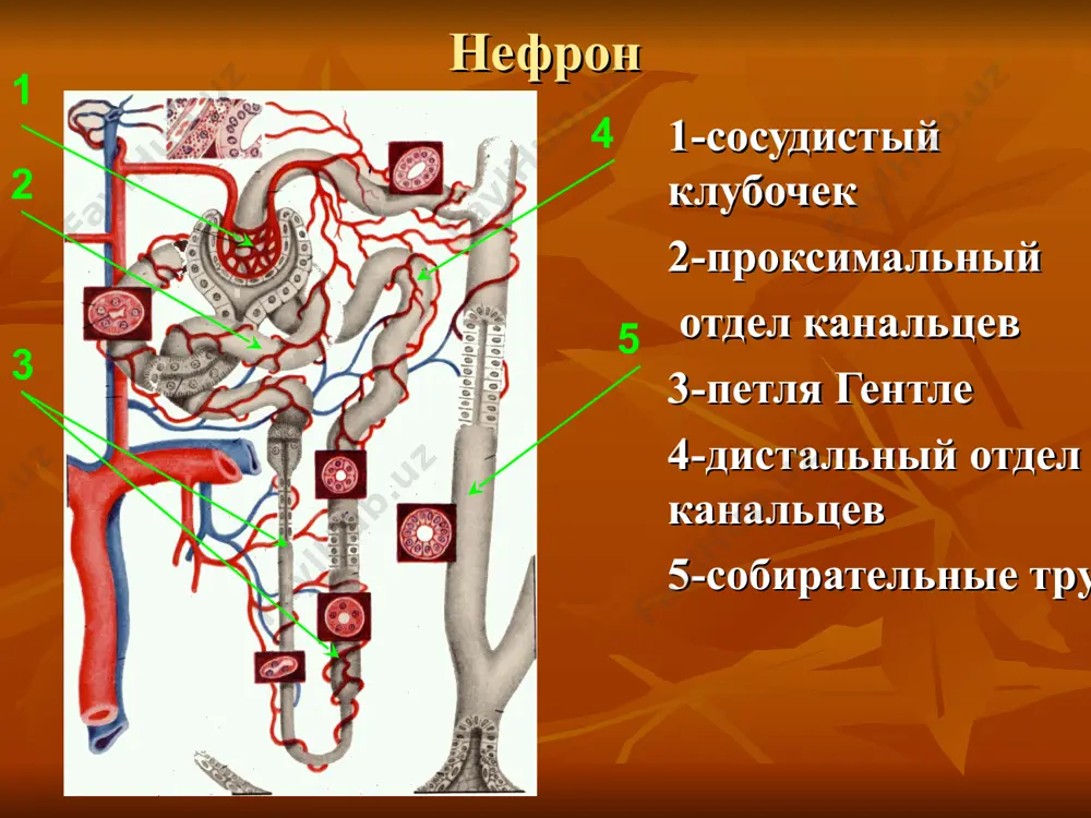 офильные тельца подоцита 7-отложения иммунных комплексов 1 2 3 4 5 6 7 патоморфология мембранопролиферативный гломерулонефрит 1-подоциты 2-базальная мембрана 3-просвет капиляра 4-отложение иммунных коммплексов 5-мигрирующий лейкоцит 6-разорванный эндотелий 7-мочевое пространство 1 2 3 4 5 6 7 патоморфология нефропатия обусловленная iga/igg иммунопатогенез: образованае iga источник антигена вирусная инфекция верхних дыхательных путей клиническая картина. мочевой синдром протеинурия гематурию лейкоцитурию цилиндрурию нефротический синдром протеинурия гиперхолестеринемия гипоальбуминурия отеки гипертензионный синдром программа обследования общий анализ крови, мочи, кала ежедневное измеренее суточного диуреза и количества выпитой жидкости исследование мочи по зимницкому и нечипоренко бак: мочевина, креатинин, общий белок, белковые фракции, холестерин, β-липопротеин, сиаловые кислоты, фибрин, серомукоид. проба реберга-тареева ии крови: иммуноглобулины, активность комплемента, иммунные комплексы, антинейтрофильные цитоплазмотические антитела, волчаночные клетки, в- и т-лимфоциты. иммунофлюоресцентное исследование биоптатов почек исследование глазного дна экг узи почек. узи почек примеры формулировки диагноза хронический гломерулонефрит, нефротическая форма, фаза обострения, хроническая почечная недостаточность, интермиттирующая стадия. дифференциальная диагностика. хронический пиелонефрит острый гломерулонефрит …