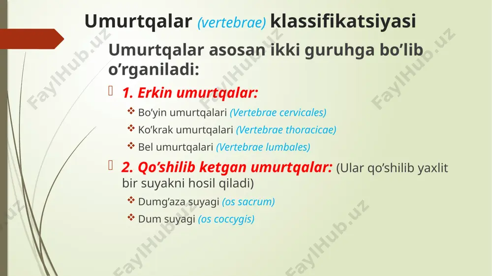 ’g’im hosil qilish uchun yuza (facies articularis superior et inferior) hosil qiladi yuqoridagi umurtqaning bo’g’im o’sig’i va pastki umurtqaning yuqorigi o’sig’i birlashishidan ular oralig’ida umurtqalararo teshik (foramen intervertebrale) hosil bo’ladi. bu yerdan orqa miya nervlari chiqadi. processus articularis superior et inferior facies articularis superior incisura superior et inferior incisura inferior incisura superior foramen intervertebrale umurtqalarning tanaga nisbatan oriyentatsiyasi oldinga - umurtqa tanasi orqaga - umurtqaning o’tkir o’sig’i yuqoriga - incisura superior pastga - incisura inferior umurtqalarning xususiy anatomik tuzilishlari: bo’yin umurtqalari (vertebrae cervicales) barcha bo’yin umurtqalariga xos xususiyat – ularning ko’ndalang o’siqlarida teshiklar (foramen transversarium) ning bo’lishi. bu teshiklar ustma-ust joylashib arteria vertebralis uchun yo’lak tayyorlab berishadi bo’yin umurtqalari boshqa umurtqalardan farq qilibgina qolmay, ular o’zaro bir-biridan ham farq qiladi. shu sabab ularni ikki guruhga ajratib o’rganishimiz mumkin: tipik bo’yin umurtqalari (c3-7) atipik bo’yin umurtqalari (c1-2) barcha tipik bo’yin umurtqalari uchun xos xususiyatlar: tanasi (corpus) birmuncha kichik va o’tirg’ichsimon shaklda …