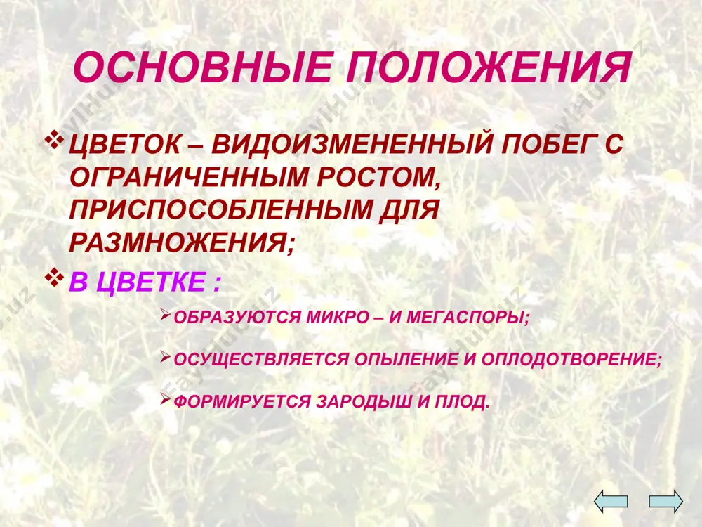 tsvetok - Page 3