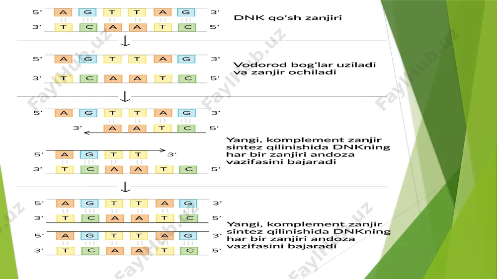 dnk replikatsiyasi molekulyar mexanizmi - Page 5