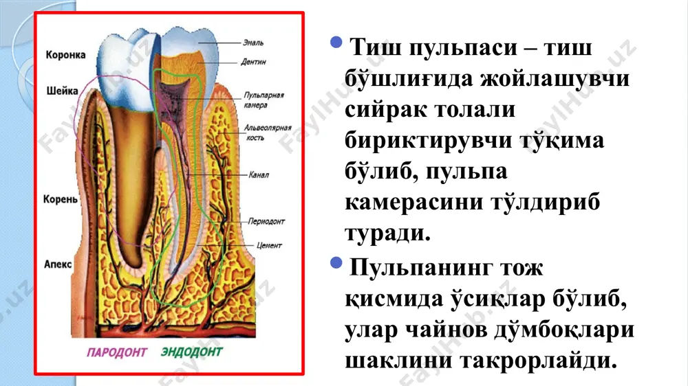 , преодонтобластлар, кам дифференцирланган хужайралар, капиллярлар, миелинли ва миелинсиз толалар ва б. тиш пульпасининг қаватлари одонтобластик хужайралари кам ёки вейл қавати хужайраларга бой қават марказий қават пульпанинг марказий қавати: хужайраларга бой: фибробласт, фиброцит, гистиоцит, плазматик хужайралар, лимфоцит, моноцит ва б. фибробластлар пульпада, айниқса, тож пульпасида уларнинг сони кўп бўлиб, у соҳада улар оралиқ қаватнинг ички зонасини ташкил этади. уларни хажми 9 – 15 мкм. фибробластлар ўсимтасимон шаклда, йирик ядроли бўлиб, яхши ривожланган синтетик аппаратга эга. ўсиматаларининг узунлиги бир неча ўн мкм етади. фибробластлар асосий модда ва коллаген толаларни хосил қилишда иштирок этади. макрофаглар йирик, овал, урчуқсимон ёки ўсимтасимон шаклдаги, компакт ядроли хужайралар бўлиб ҳисобланади. макрофаглар пульпани янгиланишини таъминлаб, ўлган хужайра ва хужайралараро модда компонентларини қамраб, хазм қилишда иштирок этади. яллиғланиш вақтида макрофаглар иммун реакцияларни ривожланишида антиген ва эффектор хужайралар сифатида иштирок этишади. ёш организм тиш пульпасида уларнинг сони кўп бўлиб, улар асосан пульпанинг марказий сохасида жойлашади. фиброцитлар ёш пульпада кам …