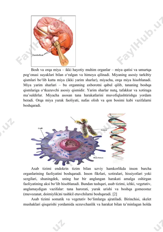 n ta’minlagan holda organizm bilan tashqi muhit o‘rtasidagi aloqani amalga oshiradi. ikkinchisi, moddalar almashinuvi, nafas olish, ajratishga o‘z ta’sirini o‘tkazadi. neyron-asab tizimining asosiy birligi inson tanasi va hokazo suyak hujayralari, mushak hujayralari, tana hujayralari, deb hujayralari turli turdagi iborat har bir turi alohida vazifasi bor bir birlik shakllantirish, kichik hujayralari millionlab topgan. bir tana qismi elektr xabarlar burchi nerv hujayralari uchun tayinlandi. bizning asab tizimi nerv hujayralari iborat. uning barcha filiallari bilan bir asab hujayrasi neyronlarning deyiladi. bu neyronlarning asab tizimining yakuniy tuzilishi va funktsional birligi hisoblanadi. bir shaxsning asab tizimida neyronlar soni 200 milliard 100 baholanmoqda. ular, asosan, tarkibida bir xil bo'ladi, lekin maxsus vazifalar uchun mo'ljallangan turli uzunliklar, shakl va darajada ko'rinadi. har bir neyrondagi ichida dnk dan genetik ko'rsatmalar oshiruvchi har biri rnk molekulalari, millionlab bor. [4] the human body is composed of different types of cells like bone cells, muscle cells, body cells, etc. each type, …