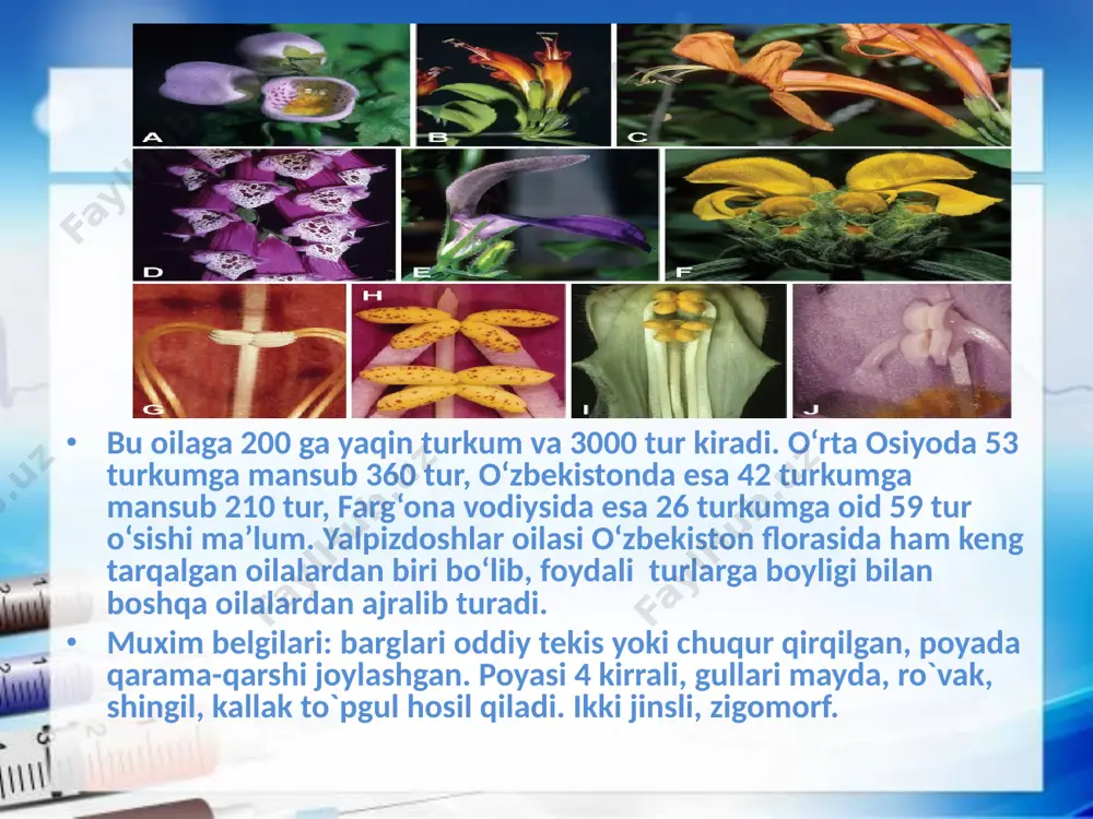 yalpiznamolar qabilasi - lamiales - Page 4