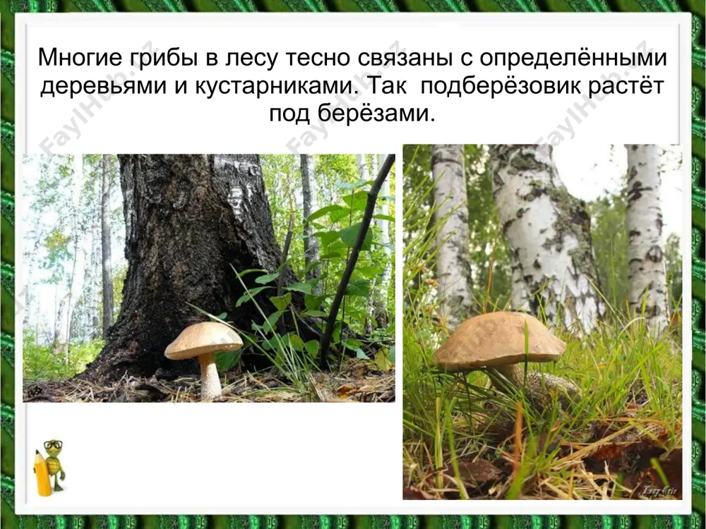 в царстве грибов - Page 5