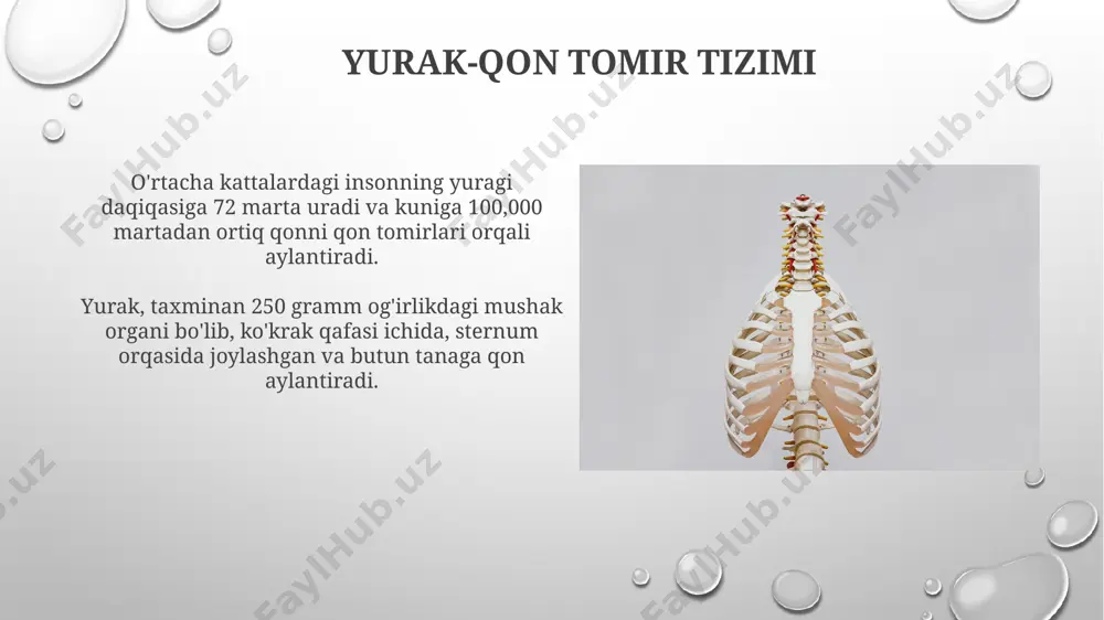 odam tanasining anatomik tuzilishi haqida maʼlumot berish - Page 5