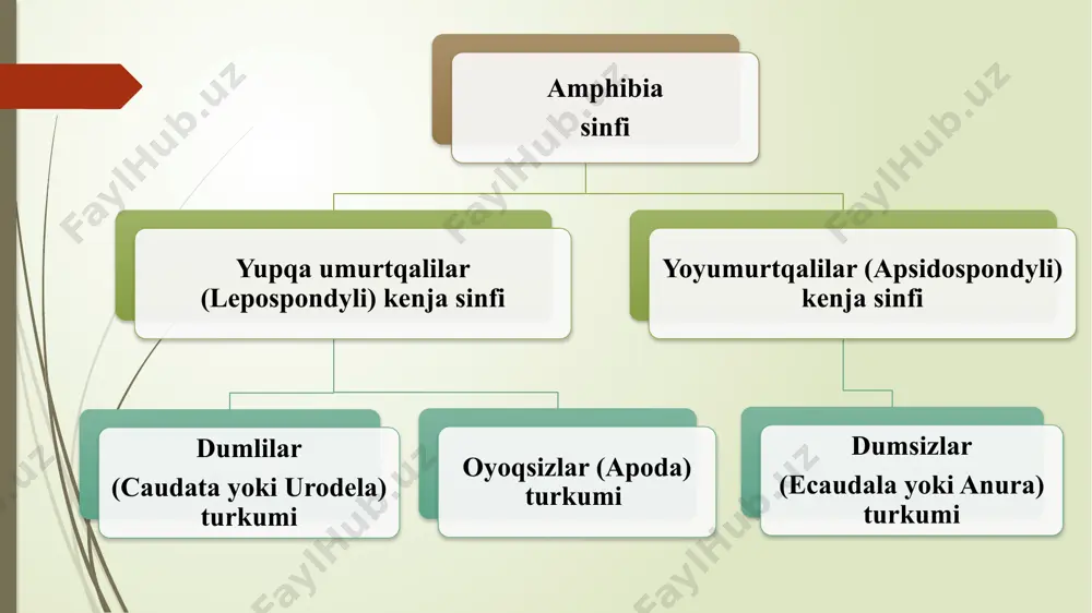 onus; 6 - umumiv arterial stvoli 7 - o‘pka-teri arteriyasi; 8 - aorta yoyi; 9 – umumiy uyqu arteriya; 10 — uyqu bezi; 11 - arterial konusning spiral klapani nerv sistemasi umurtqali hayvonlaming suv muhitidan quruqlikda yashashga o'tishi ulaming markaziy nerv sistemasi va sezgi organlarining qayta tuzilishiga hamda murakkablashishiga olib keladi. amfibiyalaming bosh miyasi, asosan oldingi miyaning yaxshi rivojlanganligi, yarimsharlarga aniq ajralganligi va miyachaning kam rivojlanganligi bilan baliqlar miyasidan farq qiladi. yarimsharlaming ichida mustaqil bo'shliqlari-qorinchalar bo’ladi. oldingi miya yarimsharlarining rivojlanganligi faqat kattalashganida emas. balki yon qorinchalaming tubidan tashqari yon devorlari bilan ustki tomonida ham miya moddasi borligida ko‘rinadi. ya’ni amfibiyalarda haqiqiy miya gumbazi hosil bo’ladi. hidlov bomaklari miya yarimsharlaridan bilinar-bilinmas darajada chegaralangan. oraliq miyaning ustki tomonini miyaning boshqa bo'limlari biroz qoplab turadi. uning ustki tomonida epifiz joylashadi. oraliq miyaning tubidan miya voronkasi chiqadi, gipofiz shu miya voronkasiga birikadi. q‘rta miya suyakli baiiqlarning o'rta miyasiga nisbatan biroz kichik. miyа chaning yaxshi …