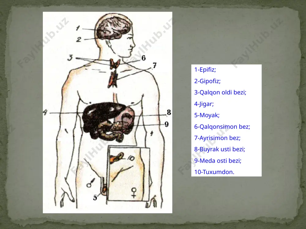 ng oraliq bo'lagidan intermedin gormoni ajraladi.u terida pigment hosil bo'lishini boshqaradi. ko`zning qaysi qismida pigment xujayralari joylashgan? tashqi pardaning ichki qismida yani rangdor pardada gipofizning orqa bo'lagidan oksitotsin gormoni homilador ayollarda bachadon muskullarining qisqarishini kuchaytirib, tug'ish jarayonini osonlashtiradi. vazopressin organizmda suv almashinuvini boshqaradi, ya'ni u buyrakning egri-bugri kalavasimon kanalchalarida birlamchi siydikning 98,5-99% i qonga qayta so'rilishini (reabsorbsiya jarayonini) boshqaradi. bu garmon kam hosil bo’lsa, buyrak kanalchalarida birlamchi suydikning qonga so’rilishi buziladi, natijada qandsiz diabet kasalligi kelib chiqadi. bunda odam ko’p suv iste’mol qiladi, ko’p siydik ajratadi (5-10 l). bosh miyaning asosida, ya'ni o'rta miya sohasida joylashgan bo'lib, uning massasi 0,2 g. unda melatonin gormoni ishlab chiqariladi, odam organizmida pigment almashinuvini boshqarishda ishtirok etadi. melatonin gormon gipofizning gonadatrop funksiyasini tormozlab, bolada vaqtidan ilgari balog’atga etish jarayonini susaytiradi. uning funksiyasi bola 7 yoshga kirguncha kuchayib boradi, undan keyin uning faoliyati asta-sekin pasayib, balog‘atga etish oldidan butunlay to‘xtaydi. agar bu bezning funksiyasi oldinroq …