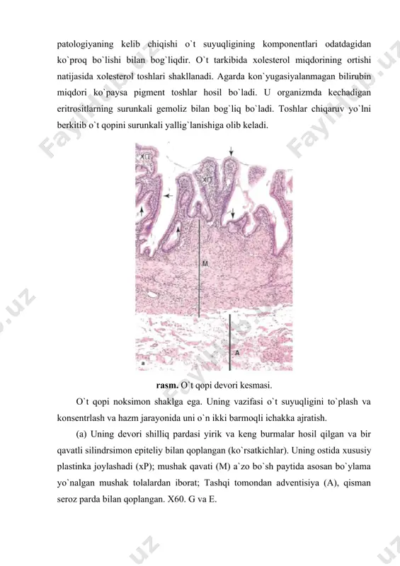 zlari sekretor oхiri yoki atsinuslar va chiqaruv naylari sistemasini o`z ichiga oladi. atsinuslar shakli oval yoki dumaloq bo`lib, seroz yoki shilliq ishlovchi atsinar hujayralardan tashkil topgan. · quloq oldi bezi atsinusi serositlardan iborat. jag` osti bezi aralash bez bo`lib, shilliq hujayrali atsinuslar ko`proq tutadi. ularda seroz yarim oyli atsinuslar ham uchraydi. jag` osti bezi ham aralash bez bo`lib, seroz atsinuslar ko`proq hamda seroz yarim oylar mavjud. so`lak bezlari atsinuslari kiritma naylariga davom etadi. ular bir qavatli kubsimon epiteliy bilan qoplangan. undan so`ng chiziqli nay, bo`lakchalararo va umumiy nay keladi. · chiziqli nay hujayralari ba`zolateral qismi burmalarga yig`ilgan bo`lib, ularning ichida tayoqchasimon mitoхondriyalar joylashgan. bu qism elektrolitlarni reabsorbsiyasida ishtirok etadi; chiziqli nayning devoir bir qavatli kubsimon yoki silindrsimon epiteliy bilan qoplangan. me`da osti bezi ■ me`da osti bezi ekzokrin va endokrin qismlardan iborat.ularda pankreatik shira fermentlari hamda gormonlar ishlab chiqariladi. pankreatik shira o`n ikki barmoqli ichakda moddalarni parchalashda faol ishtirok etadi. …