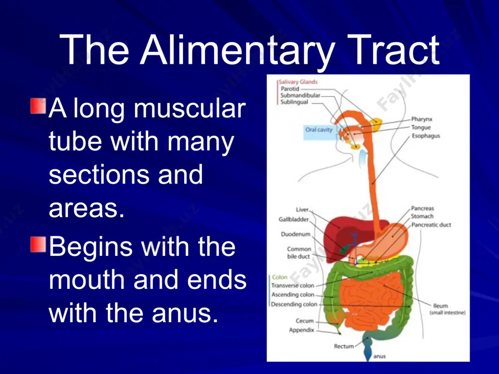 s the surface area of the stomach. churns and grinds together the bolus into smaller pieces. food is mixed with gastric juices (hydrochloric acid and enzymes) secreted by the stomach walls. hcl helps break down food and kills bacteria that came along with the food. 14 stomach 15 stomach pepsin – major enzyme; converts proteins into peptides in the presence of hcl. mucus – lubricates food and protects the gastric lining from strong digestive juices. converts the bolus into a liquid (chyme) after 4 hrs of mechanical and chemical digestion chyme passes through the pyloric sphincter into the small intestine. 16 movements in stomach 17 small intestine long (20 ft), coiled tube beneath the stomach. has three parts: duodenum – upper part; about 10 in; connected to the stomach. – where the digestive juices from the pancreas and the liver combine with chyme making it thin and watery. jejunum – …