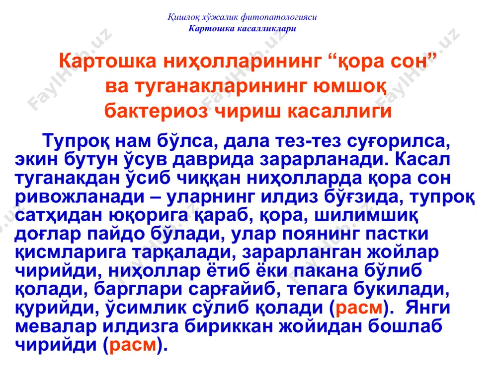этиш. ● чидамли навлар экиш (ранняя роза ва берлихинген навлари чидамсиз, лорх ва вольтман навлари эса чидамли). қишлоқ хўжалик фитопатологияси картошка касалликлари картошканинг фитофтороз касаллиги қишлоқ хўжалик фитопатологияси картошка касалликлари картошка фитофторози касалликни замбуруғсимон организмларнинг chromista (хромиста) дунёси, oomycota (оомикота) бўлими, oomycetes (оомицетес) синфи, peronosporales (пероноспоралес) тартиби, pythiaceae (питиацеа ) оиласи, phytophthora (фитофтора) туркумига мансуб бўлган phytophthora infestans (фитофтора инфестанс) тури қўзғатади. картошканинг фитофтороз касаллигини қўзғатувчи замбуруғ: phytophthora infestans - фитофтора инфестанс қишлоқ хўжалик фитопатологияси картошка касалликлари картошка фитофторози касалликни phytophthora infestans оомицет замбуруғи қўзғатади. картошка етиштирадиган кўп мамлакатларда энг хавфли касаллик. ўзбекистонда ҳам қайд этилган, аммо картошкада тарқалиши ва ҳосилга таъсири етарлича ўрганилмаган. қишлоқ хўжалик фитопатологияси картошка касалликлари картошка фитофторози касаллик ўсимликлар гуллаш пайтида бошланади. баргларда қайноқ сувга куйганга ўхшаш доғлар пайдо бўлиб (расм), улар бир неча кундан сўнг тор сариқ ҳошияли қўнғир ёки тўқ-қўнғир тус олади (расмлар). нам об-ҳавода барглар остидаги доғлар майин, юпқа, оқиш оч-кулранг моғор қатлами …