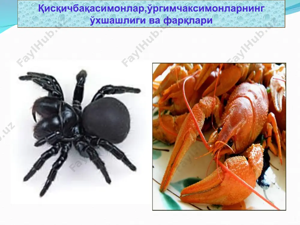 ўргимчаксимонлар (arachnoidea) cинфи - Page 3