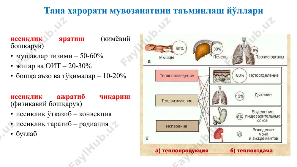 ги оғриқ; иштаҳанинг пасайиши; нафас олишнинг тезлашиши; уйқучанлик иситманинг ҳимоявий ахамияти бактерияларнинг ўсишини тормозлайди, уларнинг антибиотикларга нисбатан резистентлигини пасайтиради; моддалар алмашинувини кучайтириб, токсик метаболитлар парчаланишини таъминлайди; фагоцитозни фаоллаштиради; қонда химоя оқсиллари миқдорини кўпайтиради (лизоцим, комплемент, интерферон, пропердин); симпатик нерв тизими фаоллигини кучайтириб, юрак фаолиятини стимуллайди, артериал гиперемия чақиради; эритроцитларнинг кислород ташиш қобилиятини оширади; деполардан қон ажралишини таъминлайди; гемопоэзни стимуллайди жигарнинг антитоксик фаоллигини кучайтиради. иситмада аъзо ва тизимлар фаолиятининг ўзгариши мнс: тормозланиш ва қўзғалиш жараёнлари мувозанати бузилади, уйқусизлик, бош оғриғи, галлюцинациялар, алахсираш қон айланиш тизими: қон айланиши минутлик хажми, артериал босим, юрак қисқаришлари сони ортади. эндокрин тизим: гипофиз-буйрак усти бези тизими, қалқонсимон без фаоллиги ортади. ташқи нафас тизими: биринчи босқичда нафас олиш сони камаяди, кейинчалик тезлашиб, юзакилашади. ҳазм қилиш тизими: секретор фаоллиги камайиб, иштаха пасаяди. асосий алмашинув даражаси ортади. азот баланси манфий бўлади иситма учичи босқичида сийдик ажралиши ва тер ажралиши натижасида манфий сув баланси юзага келади тана ҳароратини ўлчаш-термометрия 21 …