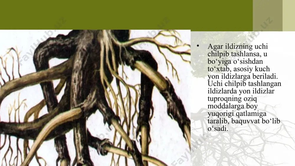 ildizning o‘sishi va nafas olishi. 5 - sinf - Page 4