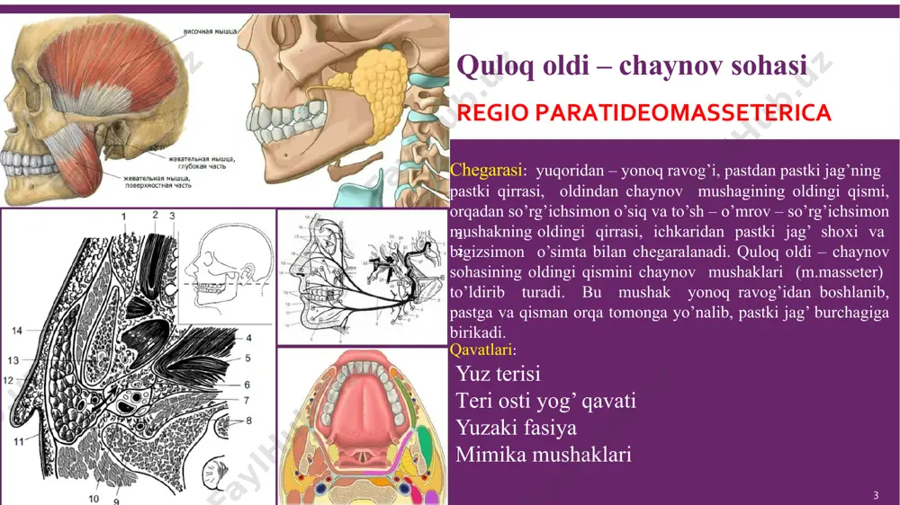 plab o’tadi. yog’ klеtchatka oralig’ida mimika mushaklari joylashgan. lunj sohasida quyidagi yuzaki mimika mushaklari joylashgan: 1) katta yonoq mushagi (m.zygomaticus major) lunj sohasining yuqori-oldingi qismida joylashgan; 2) kulgi mushagi (m.risorius) – quloq oldi fassiyasidan boshlanib og’iz burchagi sohasiga birikadi; 3) og’iz burchagini tushiruvchi mushak (m.depressor anguli oris) lunj sohasiga infеksiyaning tushish va tarqalish yo’llari quyidagilar: yuqori, pastki katta va kichik oziq tishlar – odontogеn infеksiya o’chog’i; lunjning tеri va shilliq qavatidagi infеksiyalangan jarohat; qo’shni sohalardan, ya’ni ko’z kosasi osti, chakka, chakka osti, qanot–tanglay va quloq oldi-chaynov sohalaridan yallig’lanish jarayonlarining tarqalishi. lunj sohasi flegmonasini ochish og`iz burchagi tomondan kesish (разрезы): • katta bulmagan tugun xosilasi (flyuktuatsiya sim+) quloq yuliga parallel yunalgan kesma yuz nervi yuliga paralell •burun-lab burchagi; • pastki jag’ qirrasi buylab yunalgan; 6 yuzning chuqur sohasi regio facialis profunda chegarasi: ichki tomondan – halqumning latеral dеvori va qanotsimon o’simtaning tashqi plastinkasi, mеdial va latеral qanotsimon mushaklar, tashqi tomondan – …
