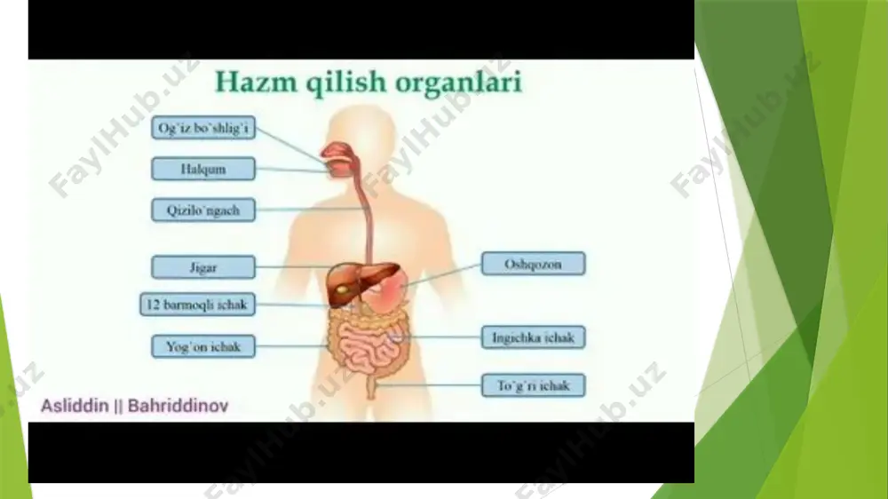 o'ziga birikuvchi tilning xususiy mushaklari va bosh suyaklardan boshlanib, til ichida tugovchi tilning skelet mushaklariga bo'linadi. image1.jpeg image2.jpeg image3.jpeg image4.jpeg /docprops/thumbnail.jpeg