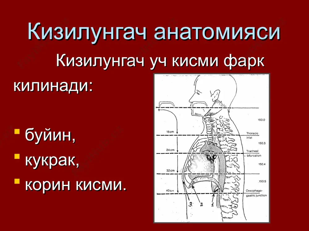 лар (тана вазнининг ортиб борувчи йуколиши, то кахексиягача, умумий холсизлик, тез чарчаш, анемия ) дисфагия даражалари i даража – хохлаган овкат утади, лекин куюк билан ютинганда нохуш сезгилар пайдо булади (ачишиш, тирналиш, гохида огрик); ii даража – куюк овкат кизилунгачда туриб колади ва кийинчилик билан утади, куюк овкатни суюклик билан ичишга тугри келади; iii даража – куюк овкат утмайди. уни ютишга харакат килинганда кайт килиш кузатилади. беморлар суюк ва ярим суюк овкат билан овкатланадилар; iv даража – кизилунгачдан факат суюклик утади; v даражп – кизилунгач бутунлай тутилиши. беморлар хаттоки сувни хам ича олмайдилар, сулак хам утмайди. диагностикаси сураб суриштириш объектив текшириш рентгенологик текшириш эндоскопик текшириш биопсия билан радиоизотоп текшириш дифференциал диагностика учун бошка кушимча текширишлар. дифференциал диагностикаси хавфсиз усмалар билан кардиоспазм кизилунгач оддий яраси сурункали эзофагит кизилунгач эрозиялари склерозловчи медиастинит кизилунгачнинг куйишдан кейинги торайиши асоратлари кон кетиш бронх кизилунгач окмаси кизилунгач обструкцияси кахексия кизилунгач перфорацияси даволаш хирургик: паллиатив; радикал. 2. …