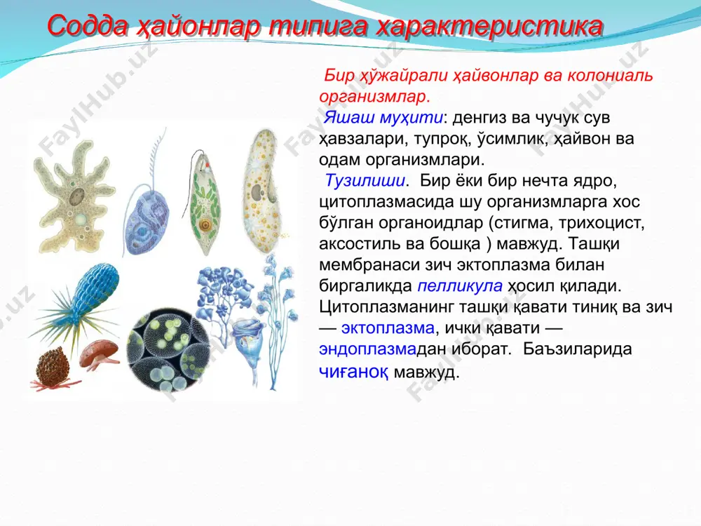 тствии света переходящие на гетеротрофный тип питания. часто эти организмы имеют сократительные вакуоли. дыхание. подавляющее большинство простейших — аэробные организмы. ответная реакция на воздействия внешней среды — раздражимость — проявляется в виде таксисов — движений всего организма, направленных либо в сторону раздражителя, либо от него. например, эвглена зеленая проявляет положительный фототаксис — движется в сторону света. при наступлении неблагоприятных условий большинство простейших образуют цисты. инцистирование — способ переживания неблагоприятных условий. размножение. бесполое размножение: или митотическое деление вегетативной особи на две дочерние клетки, или множественное деление, при котором образуется несколько дочерних клеток. существуют половой процесс — конъюгация (у инфузорий) и половое размножение (у инфузорий, вольвокса, малярийного плазмодия). многообразие. насчитывается от 30 до 70 тысяч видов (по данным разных авторов). 15.2. тип корнежгутиковые (sarcomastigophora) одни виды образуют пелликулу, другие секретируют раковинки или скелетные образования; есть организмы, не имеющие постоянной формы тела. органоиды движения — ложноножки или жгутики, или то и другое одновременно. …