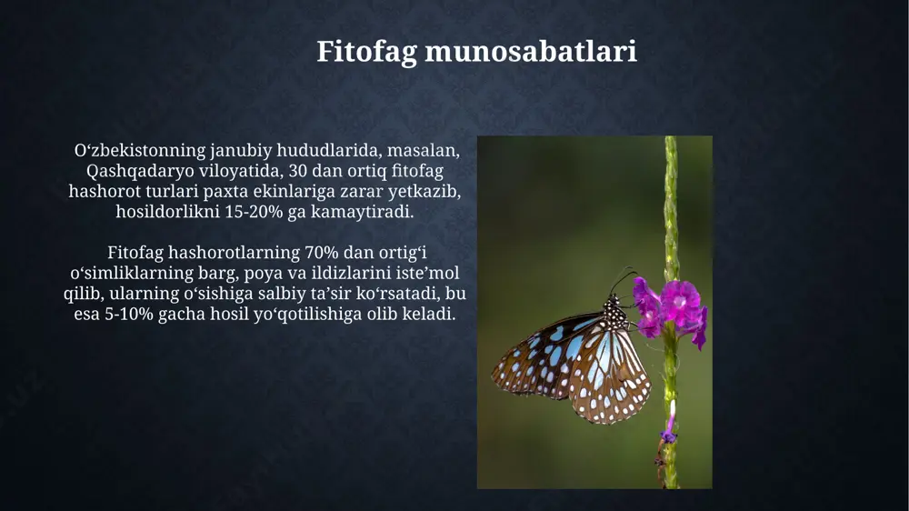 urlar sonining ko'payishi va boshqa turlar sonining kamayishiga olib keladi. antibioz munosabatlari antibioz munosabatlarining bir turi bo'lgan amensalizm, 150 dan ortiq bakteriya turiga ega bo'lgan tuproqda, qurg'oqchil mintaqalarda yashovchi ayrim hasharotlarning rivojlanishiga to'sqinlik qiladi. o'zbekistonning cho'l hududlarida, masalan, qoraqalpog'iston respublikasida, 20 turdan ortiq qo'ng'iz turlari o'simliklarga salbiy ta'sir ko'rsatuvchi allelopatik antibioz munosabatlarini namoyon etadi. protokoperation munosabatlari markaziy osiyo sharoitida, 20 dan ortiq turdagi qo'ng'izlar o'simliklar bilan protokooperatsiya munosabatlarini namoyon qilib, o'zlarining rivojlanishi uchun kerakli moddalarni oladi va shu bilan birga o'simliklarning changlanishiga hissa qo'shadi. braziliya amazonkasida, 15 ga yaqin chumoli turi va 30 dan ziyod o'simlik turi o'rtasida protokooperatsiya kuzatiladi, bu yerda chumolilar o'simliklarni himoya qiladi, o'simliklar esa ularga oziq-ovqat manbai bo'lib xizmat qiladi. mezofit munosabatlari markaziy osiyo sharoitida, taxminan 15 ta turdagi hashoratlarning mezofit oʻsimliklari bilan boʻlgan oʻzaro ta’siri tufayli, 30% gacha hosildorlikning oshishi kuzatiladi. qoraqalpogʻistonning amudaryo deltasida 20 dan ortiq hashorat turi oʻsimliklar bilan murakkab mezofit munosabatlarini, jumladan, …