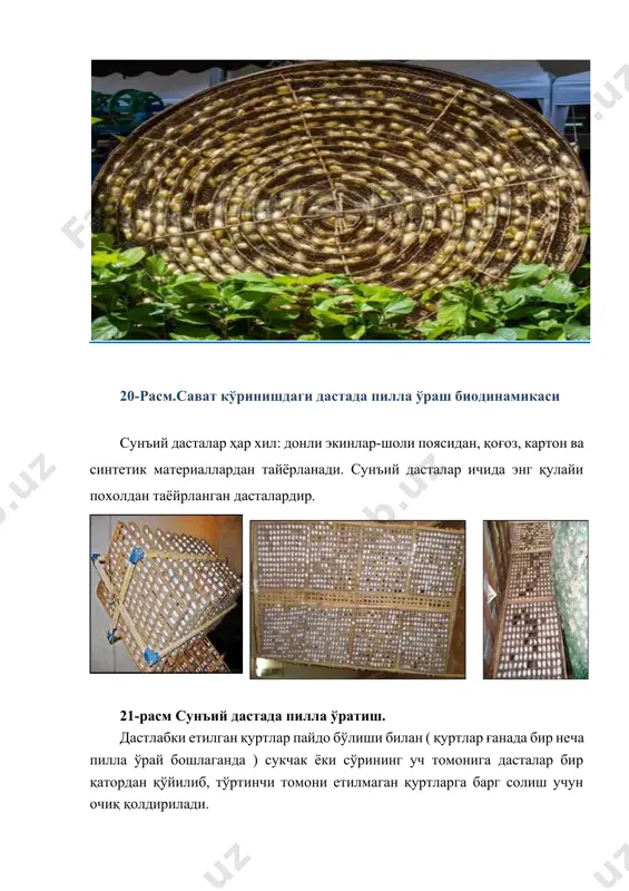 trivedi / b. n. pandey:moricultureaph publishing corporation (2009) ] 2 2 - расм. пиллаларни лосдан тозалайдиган дастгоҳ. эртасига бу дасталарни ҳам шундай олиб алоҳида белгиланган жойга қўйилади. шундай қилиб, ҳар куни ўралган пиллалар алоҳида-алоҳида ажратиб қўйилади. бундай пиллаларнинг сифати юқори, пилла ичидаги қурти ғумбакка текис айланади. ялпи пилла ўраш бошлангандан кейин етти кун ўтгач пиллалар ичидаги қуртларни ғумбакка айланганлигини текшириш мақсадида сукчакнинг турли жойларидан 10 - 12 тадан пиллани олиб, кесиб кўрилади. текширилган пиллалар ичидаги қуртлар ғумбакка айланган бўлса пилла теришга киришилади. пилла териш, навларга ажратиш ва қабул пунктларига топшириш. ялпи пилла ўраш бошлангандан етти кун ўтгач саноатбоп пиллалар учун 7-8 кундан, насилли пиллаларни 8-9 кундан кейин пилларни теришга киришилади. пиллалардаги қуртлар ғумбакка айланганига ишонч ҳосил қилиш учун сўкчакнинг турли жойларидан 10-15 тадан пилла силкитиб ёки кесилиб кўрилади. текшириб кўрилган пиллалар ичидаги қуртлар ғумбакка айланган бўлса пилла теришга рухсат этилади. агарда пиллалар эрта терилса, пилла ичидаги қурт ғумбакка айланмаган бўлади, …