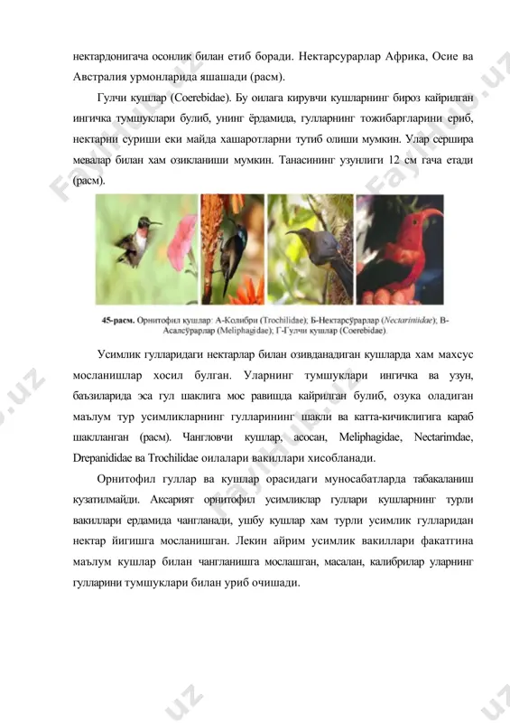 дан кушлар баъзи холлардагина оксил манбаи сифатида хам фойдаланишади. орнитофил усимликларни факат кушларгина чанглантириб колмасдан, уларни турли хашаротлар ва баъзан куршапалаклар хам чанглантириши мумкин. орнитофилия бошка чангланиш усулларига нисбатан кейинрок пайдо булган усулдир. олимлар бу усулни энтомофил усимликларнинг гуллари билан озивданиш ёки гулларнинг ички кисмидаги хашаротларни кидириб топиш максадида келган кушларнинг хатти-харакати туфайли келиб чивдан деб фараз килишади. расм. орнитофил гуллар: 1 - рябчик (fritillana imperiales); 2 - абутилон (abutilon megapotamiamy, 3 - фуксия (fuchsia sp); 4 - алоэ (aloe arborescem) (kugler, 1970) орнитофил усимликлар одатда эрталаб гуллашади. уларда мустахкам гулкургонлари булиб, у гулни, тугунчани ва чукур жойлашган нектарни химоя қилиш вазифасини бажаради. одатда бу гуллар зигоморф, купинча найсимон ёки осилиб турувчи, алохида ёки тупгулларга бирлашган булади (расм). хироптерофилия (куршапалаклар ёрдамида чангланиш) куршапалаклар ёрдамида чангланиш осиё, америка, австралия ва африка тропикларида таркалган. бу усулда чангланадиган усимликлар 60 оилага мансуб, 750 турдан иборат. хироптерофил усимликларнинг аксарияти баланд дарахтлар ва лианалар, баъзан …