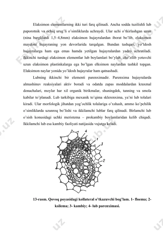 i o’sishida kuzatiladi. 4. radial yoki shu’lasimon boylamlar. lub va yog’ochliklar har xil radiusda joylashib, ular bir–birlari bilan bevosita chegaralanib turmaydi. ularni parenxima to’qimasi ajratib turadi. radial boylamlar bir pallali o’simliklarning ildizlarida va ikki pallalilarning birlamchi tuzilishida hosil bo’ladi. 14- rasm. konsentrik o’tkazuvchi bog’lamlar: a – amfivazal bog’lam; b – amfikribral bog’lam. 1 - floema, 2 - ksilema, 3 – asosiy parenxima. 15- rasm. gulsafsar ildizidagi radial o’tkazuvchi bog’lam bir o’tkazuvchi boylamlar tarkibiga hosil qiluvchi to’qima kambiy ham kiradi. u lub bilan yog’ochlik orasidan joy oladi. bunday boylamlar ochiq boylamlar deb atalib, kambiysiz boylamlar yopiq hisoblanadi. ochiq boylamlar ikki pallali o’simliklar uchun, yopiq boylamlar bir pallali o’simliklar uchun xosdir. adabiyotlar: 1. s. m. mustafayev,o.a. ahmedov botanika,toshkent, 2006. 2. ikramov m.i., normurodov x.n., yuldashev a.s. botanika. toshkent. «o’zbekiston». 2002. 3. xrjanovskiy v. t. kurs obshey botaniki, m.: visshaya shkola, 1982. 4. to’xtayev a. o’simliklar anatomiyasi va morfologiyasi. toshkent, 1994. 5. yoziyev …