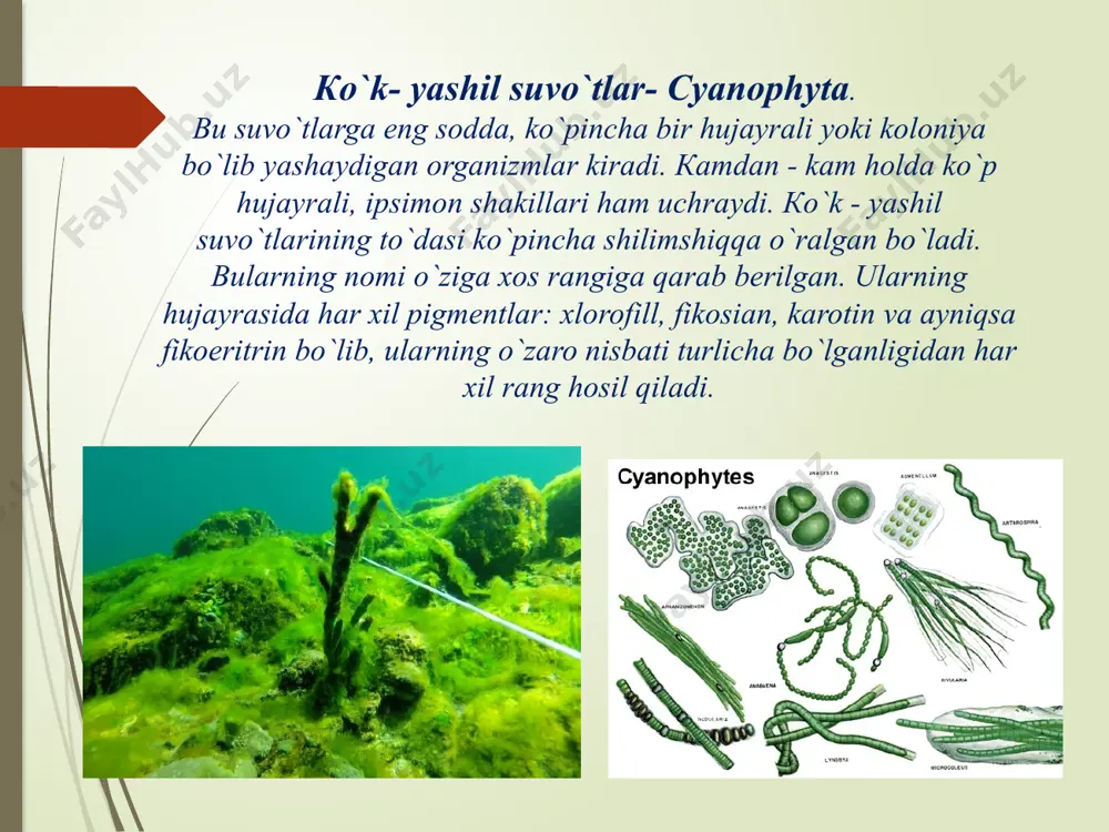 ov. x. xojimatov. к. x.“o`zbekiston o`simliklari”, “o`qituvchi” t.: 1992. image9.jpeg image10.jpeg image11.jpeg image12.jpeg image13.gif image14.jpeg image15.jpeg image16.jpeg image17.jpeg image18.jpeg image19.jpeg image20.jpeg image21.jpeg image22.jpeg image23.jpeg image24.jpeg image1.jpeg image2.jpeg image3.jpeg image4.jpeg image5.jpeg image6.jpeg image7.jpeg image8.jpeg