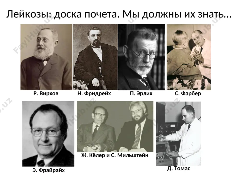ого лейкоза происходит от названий нормальных предшественников опухолевых клеток: миелобласты, эритробласты, лимфобласты и др. острый лейкоз из морфологически неидентифицируемых бластных клеток получил название недифференцируемого. в группу хронических лейкозов входят дифференцирующиеся опухоли системы крови. основной субстрат этих лейкозов составляют морфологически зрелые клетки – «циты». будучи зрелоклеточными опухолями, хронические лейкозы обозначаются по названиям зрелых и созревающих клеток, которые составляют субстрат опухоли. все хронические лейкозы отличает одна особенность: они длительно (за редким исключением) остаются на стадии моноклоновой доброкачественной опухоли. лейкемические - характеризуются значительным увеличением количества лейкоцитов в периферической крови (> 50-80×109/л, в том числе клетки лейколиза) сублейкемические - количество лейкоцитов несколько выше нормы (50-80×109/л лейкоцитов) и в крови определяются опухолевые клетки алейкемические - количество лейкоцитов ниже или в пределах нормы, опухолевые клетки в крови не определяются лейкопенические - количество лейкоцитов в периферической крови ниже нормы, но есть клетки лейколиза. классификация лейкозов (по уровню лейкоцитов) * франко-американо-британская (fab) классификация острых лейкемий миелоидные формы острого …