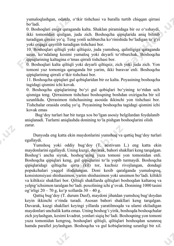 . qiltiqlari avvalgi turnikiga o‘xshash. doni ancha kalta va yumaloq, ko‘pincha unsimon. 7. boshoqlar juda ensiz, tik o‘sadi. boshoqchasi ikki gulli bo‘lib, bitta qiltiq chiqaradi va odatda, bitta don tugadi. boshoqcha qipiqlaridan aniq bilinib turadigan va tishcha bilan tugallanadigan qirrasi bor, o‘sha tishcha yonida ikkinchi tishcha joylashgan, yetilganda ichki gul qobig‘i darz ketib bo‘yiga chatnaydi. 8. boshoqchalari ancha yo‘g‘on, zich yoki yumshoq. boshoqchalari odatda, uch gulli, qiltiqli formalari ikkitadan qiltiq chiqaradi va ikkitadan don tugadi. yetilganda ichki gul qobig‘i ikki bo‘lakka ajralib ketadi. 0. boshoqlari qiltiqli yoki qiltiqsiz, yumshoq yoki qattiq, ko‘ndalang kesimi yumaloq yoki ikki tomondan qisilgan. boshoqchasi ajralganda o‘zak: bo‘g‘imi odatda boshoqning qorin tomonida birikkancha qoladi, ya’ni boshoqchaning davomi bo‘lmaydi (goho o‘zak bo‘g‘imi tagida qoladi). booqcha qipiqlari kuraksimon yoki lansetsimon, uchi o‘tmas, qiya kesilgan, bir tekis toraygan, yumaloq. 9. boshoqlari eniga qaraganda uzunroq, o‘rtacha zich, qattiq bug‘doy boshoqlariga juda o‘xshab ketadi. boshoqcha qipiqlarining uchi yumaloqlashgan, odatda, o‘tkir tishchasi …