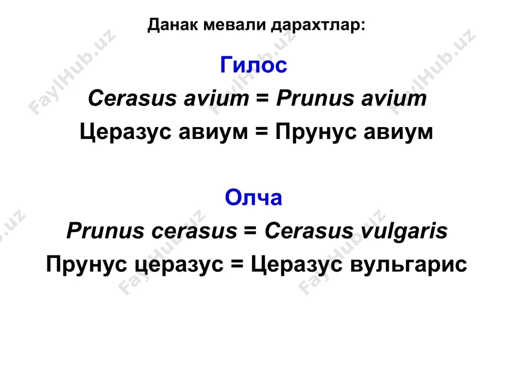 айланади, қорамтир-қўнғир тус олади ва елим чиқаради. вақт ўтиши билан, яралар билан зарарланган новдаларнинг кўпчилиги нобуд бўлади. кучли зарарланган дарахт ҳам нобуд бўлиши мумкин. ўрик меваларида клястероспориоз касаллигининг белгилари (қўзғатувчи stigmina carpophila) (тошкент вилояти, қибрай тумани, июнь, 2019 й.). ўрик меваларида клястероспориоз касаллигининг белгилари (қўзғатувчи stigmina carpophila) (тошкент вилояти, қибрай тумани, июнь, 2019 й.). ўрик мевасида клястероспориоз касаллигининг белгилари (қўзғатувчи stigmina carpophila) (тошкент вилояти, қибрай тумани, июнь, 2019 й.). қишлоқ хўжалик фитопатологияси данак мевали дарахтлар касалликлари клястероспориоз касаллик белгилари ва ривожланиши. зарарланган гилос ва олча меваларининг эти тўлмайди ва улар қуриб қолади. шафтолининг ёш новдалари, шохлари ва куртаклари зарарланади, мевалари камроқ шикастланади. новдаларда дастлаб кичик, қизғиш, бўртган доғлар ҳосил бўлади, кейин улар узунчоқ, қўнғир ва қора тусли яраларга айланади. яралар новдани ўраб олиши ва нобуд қилиши мумкин. улардан елим оқади. новдалар зарарланиши кўпинча куртаклардан бошланади. қишлоқ хўжалик фитопатологияси данак мевали дарахтлар касалликлари клястероспориоз касаллик белгилари ва ривожланиши. замбуруғ мицелий, конидия …