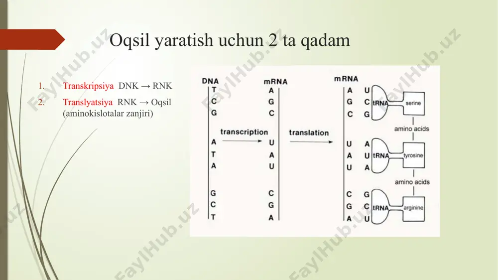 va 5’ uchlari) o’zaro oqsil orqali bog’langan bo’ladi. aks xolda ribasoma unga yopishmaydi. translyatsiya - irnk kodonlarini oqsilga aylantirish (amino kislotalar zanjiri) sitoplazmada ribosomalar ustida joylashgan 2-qadam: translyatsiya start kodon (aug) birinchi kodon bo’lib metionin aminokislotasini kodlaydi. stop kodon uag, uaa va uga larning qaysi biri bo’lishidan qatiy nazar peptid sintezlanishini to’tatadi ribosoma mrnk bilan bog’langach zanjir bo’ylab haraktni boshlaydi. birinchi kodon start kodon bo’lib metionin aminokislotasini kodlaydi. aug kodi uac antikod bilan bo’langach metionin aminokislotasi ribosomaning aminoatsil qismidan peptidil qismiga o’tadi. va keyingi bosqich elongatsiya boshlanadi. rbs(ribosome binding site) bu ribosomani mrnk molekulasidagi bog’lanish nuqtasi hisoblanadi. aynan bu qismni prokariotlarda shayn dalgarno nuqtasi deb ataldi. ribosoma ushbu qismdan translayatsiyaning initsiatsiya bosqichini boshlab beradi.u o’zidan kiyingi aug ni aktivlashtradi. rbs siz oqsil sintezi pasayib ketadi. ushbu sxemada 16s rrnk ttp-aptazim sababli inaktivlangan bo’ladi, ya’ni initsiatsiya uchun sharoit yo’q. katta subbirlik bilan mrnk bog’langach prosses boshlanadi. ushbu rasmdan ko’rinib turibdiki rbs …