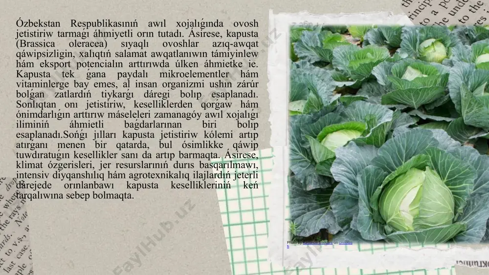 rdiń aldın alıw, olarǵa qarsı nátiyjeli gúresiw ilajların qollanıw oǵada áhmietli másele bolıp tabıladı. ótkerilgen tallawlar sonı kórsetedi, kapusta eginlerinde ushırasatuǵın kesellikler hár qıylı patogen organizmler - zamarrıqlar, bakteriyalar, viruslar hám agrotexnologiyalıq qátelikler nátiyjesinde júzege keledi. bul keselliklerdiń hár biri kapustıń ósiw fazasına hám ónim sapasına ayrıqsha zıyan jetkeredi.zamarrıq kesellikleri, ásirese qara shiriw, tamır buwını shiriwi hám sklerotiniya sıyaqlı túrleri kapusta eginlerine eń úlken qáwip tuwdıradı. bakterial kesellikler bolsa joqarı ıǵallıqta hám nadurıs agrotexnika sharayatında tez tarqaladı. viruslı kesellikler kóbinese zıyankesler arqalı juǵadı hám kóbinese aldın ala anıqlanbastan ósimliktiń ulıwma ónim beriw qábiletin tómenletedi. bunnan tısqarı, nadurıs agrotexnika - yaǵnıy tıǵız egiw, artıqsha suwǵarıw, nadurıs tóginlew, topıraqtıń hádden tıs shorlanıwı da keselliklerdiń rawajlanıwına qolaylı ortalıq jaratadı.izertlewler sonı kórsetedi, kapusta kesellikleriniń tarqalıwında klimat faktorları, yaǵnıy temperatura, ıǵallıq hám topıraqtıń fizikalıq-ximiyalıq quramı sheshiwshi áhmietke iye. kapusta keselliklerine qarsı gúresiw hám olardıń aldın alıw zamanagóy agronomiyada áhmietli máselelerden biri bolıp esaplanadı. ónimdarlıqtı arttırıw, …