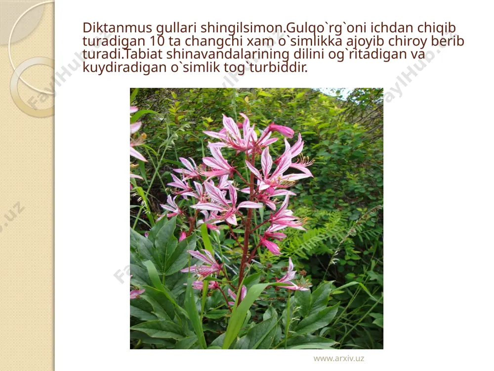 toshbaqatolnamolar rutalis qabilasi - Page 5