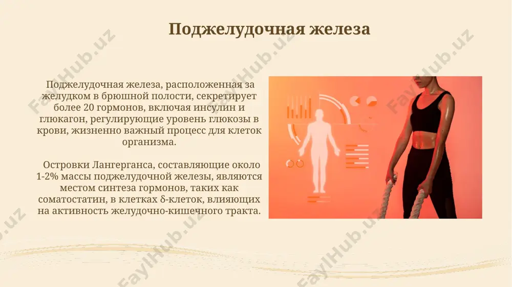 витамина d, синтезируемого под воздействием солнечного света, влияет на фертильность и, как показали исследования в австралии, коррелирует с количеством выработанных гормонов. желудочно-кишечный тракт всасывание питательных веществ в тонком кишечнике, длина которого составляет около 6 метров, осуществляется с помощью ворсинок и микроворсинок, увеличивающих площадь поверхности для абсорбции примерно в 600 раз. желудочно-кишечный тракт секретирует около 2 литров пищеварительных соков в день, содержащих ферменты, такие как амилаза и липаза, необходимые для расщепления углеводов и жиров в двенадцатиперстной кишке. регуляция эндокринной системы стресс, вызывающий выброс кортизола надпочечниками (до 20 мг/сутки), может нарушить нормальное функционирование эндокринной системы, например, подавляя иммунную систему и вызывая дисбаланс в работе щитовидной железы, что может привести к развитию заболеваний, например, в регионах с высоким уровнем стресса (например, крупных городах) обратная связь, механизм, где уровень гормонов в крови (например, уровень глюкозы – 90 мг/дл) влияет на выработку гормонов железами внутренней секреции, является ключевым в поддержании гомеостаза в организме. этот принцип …