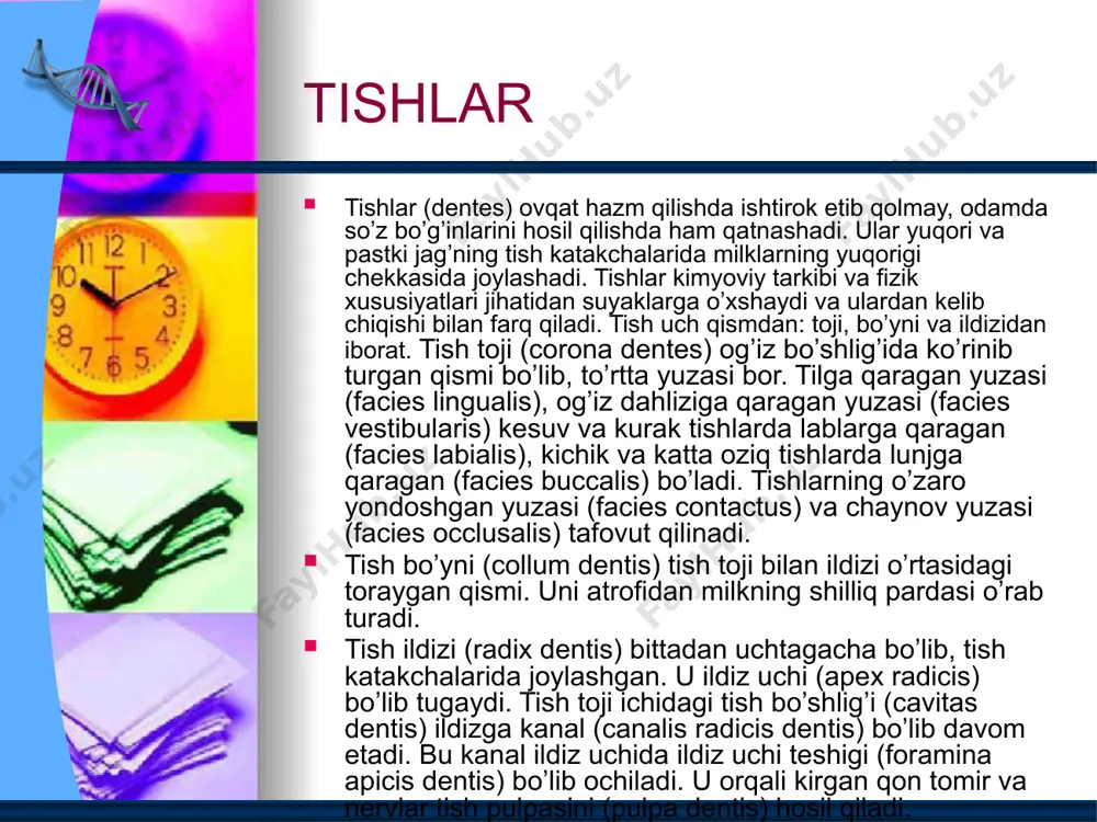 iradi, ovqatning tarkibiy qismlari, ayniqsa, oqsillar me’da shirasining fermentlari ta’sirida kimyoviy o’zgarishlarga duch keladi ingichka ichak ingichka ichak – me’daning chiqish qismidan boshlanib, o’ng yonbosh sohasidagi yo’g’on ichakning boshlanish qismida yakunlanadi. ingichka ichakda moddalarning kimyoviy ta’sirida parchalanishi davom etadi. yo’g’on ichak yo’g’on ichak – ingichka ichakning davomi hisoblanadi va quyidagi qismlardan tashkil topadi: a) ko’richak qismi. b) ko’tariluvchi qismi c) ko’ndalang qismi. image3.jpeg image4.jpeg image5.gif image6.jpeg image7.jpeg image8.jpeg image9.jpeg image10.jpeg image11.jpeg image12.jpeg image13.png image1.jpeg image2.png