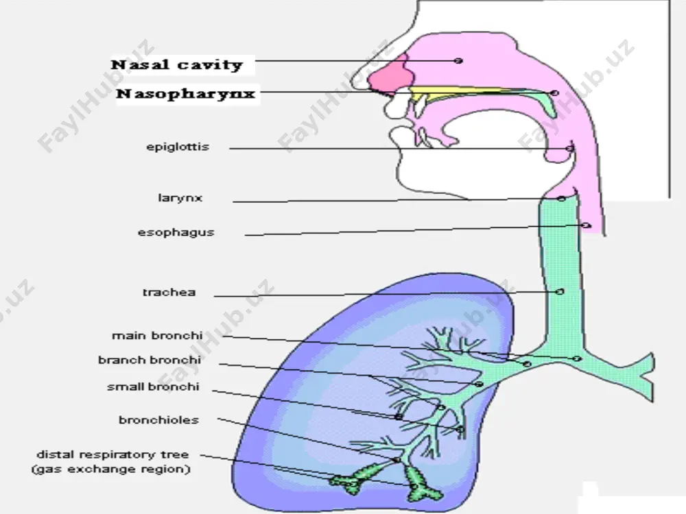 ge no glands cartilage & glands 1o 2o 3o pleural ‘space’ visceral pleura alveolar duct elastic fibers in bronchiolar, ductal and alveolar walls parietal pleura chest wall intercostal muscles + ? rib conducting tubes constrictable by muscle respiration devices nerve from brainstem for respiratory drive to mesothelium pleural ‘space’ visceral pleura alveolar duct elastic fibers in bronchiolar, ductal and alveolar walls parietal pleura chest wall intercostal muscles + ? rib conducting tubes constrictable by muscle respiration devices nerve from brainstem for respiratory drive to mesothelium slippery elastic pulls in muscles pull out terminal bronchiole respiratory bronchiole alveolar duct alveolus alveolar sac alveolar duct visceral pleura nasal cavity nasal cavity vestibule respiratory olfactory skin glands vibrissae conchae mucus vasculature structure mucosa perichondrium epithelium lamina prop location epith sustentacular olfactory basal shape nucleus cytoplasm free end bipolar nerve nucleus dendrites axons shape stem cells lamina pro bowman's gl nasal cavity & paranasal …