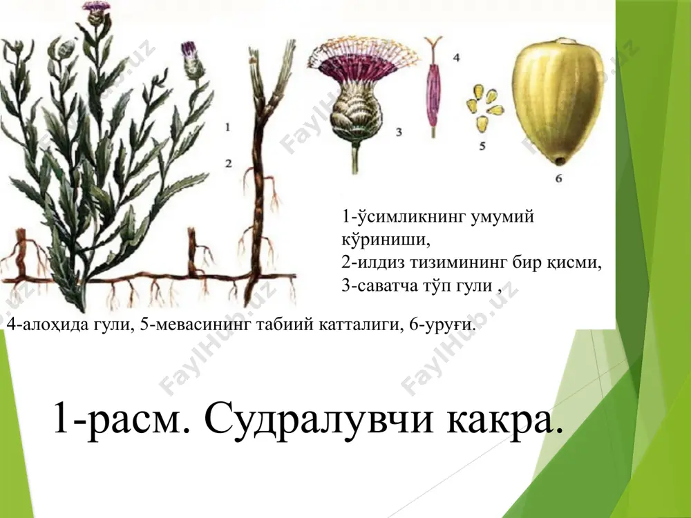 флосланган пичан билан боқилганда, унинг уруғи гўнг таркибига ўтади. чорва хайвонларининг ошқозон-ичак трактидан ўтар экан, бутун уруғлар ўзининг хаётчанлигини йўқотмайди. фақатгина 3-4 ой мобайнида тўғри кампостлангандагина, яьни уруғ таркибидаги асосий озуқа компонентлари тўлиқ чириб кетганда, судралувчи какра уруғлари ўзининг унувчанлигини бутунлай йўқотади. судралувчи какра билан ифлосланган ем-хашакларни таёрлашга ҳам алоҳида эьтибор қаратиш талаб этилади. дон чиқиндиларини чорва молларига фақат майдаланган ёки буғлатилган холдагина бериш лозим. ишлов берилмайдиган ерлардаги судралувчи какра ўчоқларини гуллашга йўл қўймаган ҳолда мунтазам ўриб туриш тавсия этилади, бу эса ўсимлик саватчаларининг эриган қор ва ёмғир сувлари билан тоза майдонларга тарқалиб кетишини олдини олади. қишлоқ хўжалик экинлари ҳосилини йиғиб олишдан аввал судралувчи какранинг кичик ўчоқларини 1-2 м зарарланмаган полоса билан биргаликда алоҳида ўриб олиш тавсия этилади. ўрилган масса даладан олиб чиқилади, қуритилади ва ёқиб юборилади. бу тадбир асосий дон массасига судралувчи какра уруғларининг тушиб қолишини бартараф этади. кураш чоралар. ҳозирги кунда “ўзбекистон республикасида қишлоқ хўжалигида қўллаш учун рухсат …
