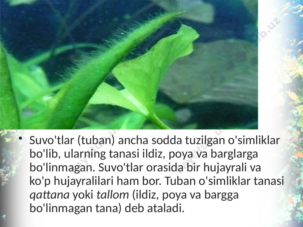 suvo'tlar. bir hujayrali yashil suvo'tlar. 6 - sinf - Page 3