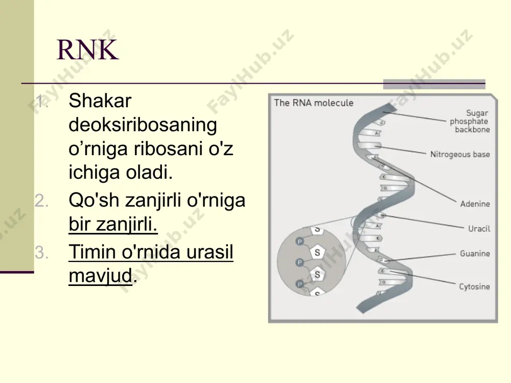 (methionine) stop kodonlar: oqsilning tugallanish qismida topilgan (polipeptid zanjirining tugallanishi) hech qanday amino kislotani kodlamaydigan uchta to'xtash kodonlari jarayonni to'xtatishda ishtirok etadi: uaa, uag,uga translyatsiya animatsiyalari http://207.207.4.198/pub/flash/26/transmenu_s.swf (juda yaxshi animatsiya!) http://www.youtube.com/watch?v=983lhh20rgy jan 2006 mrna  t rna mrna  start codon ribosome methionine phenylalanine lysine nucleus translyatsiya go to section:  anticodon the polypeptide “assembly line” mrna ribosome translation direction lysine trna trna ribosome growing polypeptide chain mrna completing the polypeptide go to section: translyatsiya rnk va dnkninf roli hujayra rnkning "loyihalarini tayyorlash" uchun hayotiy dnkning "bosh rejasini" qo'llaydi”. dnk molekulasi yadrodagi xavfsiz joyda qoladi, rnk molekulalari esa sitoplazmadagi oqsil qurilishi joylariga (ribosomalarga) ketadi. mutatsiyalar (12-4) mutatsiya – genetik materialning o'zgarishi (nusxa ko'chirish yoki transkripsiya qilish kabi xatolar) mutatsilarning turlari xromosomal mutatsiyalar - xromosomalar sonining yoki tarkibidagi o'zgarishlar. ex. downs syndrome gen mutatsiyalari - yagona gen o'zgarishlaridan keltirib chiqaradigan mutatsiyalar. gen mutatsiyalarining turlari nuqtali mutatsiya: yagona nukleotid asosini noto'g'ri asosga …