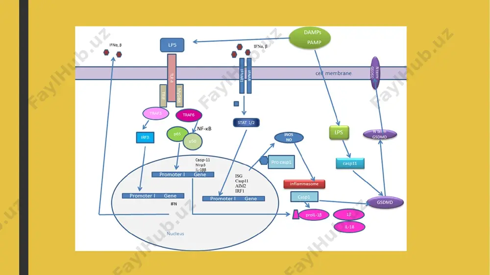 ushbu retseptorlar sitozolda yoki endosomada bo'lishi mumkin. virus hujayrani yuqtirgandan so'ng, hujayra fosforlanish, dimerizatsiya va interferon javob omili 3 (irf3) yadrosiga o'tishga olib keladigan signallarni faollashtiradi irf3 bilan bir qatorda, yadro omili kappa b (nf-kb) va faollashtiruvchi oqsil 1 (ap-1) kabi boshqa transkripsiya omillari ifn-b genining transkripsiyasini faollashtiradi. ushbu jarayondan so'ng, ajratilgan ifn-b infektsiyalangan hujayra yuzasidagi interferon retseptorlari (ifnar) bilan bog'lanib, boshqa interferon javob omillarini safarbar qilish va interferon reaktsiyasini ta'minlash uchun gen ekspresyon modellarini o'zgartirish uchun avtokrin signalini ishlab chiqaradi. avtokrin signalizatsiya bilan bir qatorda, ifn-b qo'shni virusli infektsiyalangan hujayralar tomonidan ifodalangan interferon retseptorlari bilan ham bog'lanadi va bu hujayralarga virusli infektsiyaga qarshi turishga yordam berish uchun interferon reaktsiyasini rag'batlantirish uchun parakrin tarzda harakat qiladi e’tiboringiz uchun raxmat!!! image1.png image2.png image3.png image4.png /docprops/thumbnail.jpeg